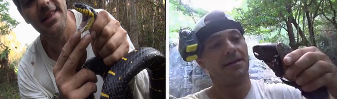 Frank Cuesta con una serpiente de manglar (mangrove) y una tortuga de cabeza gigante (platysternon megacephalum)
