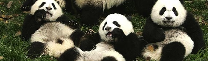 Osos panda, protagonistas de un nuevo reality chino