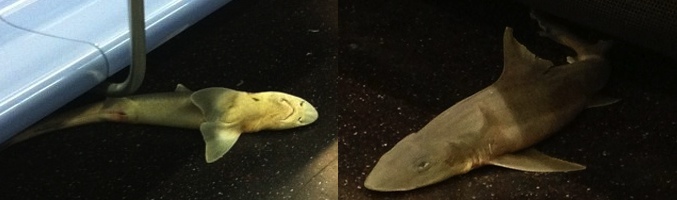 Imágenes del tiburón encontrado en el metro de Nueva York