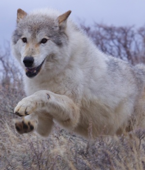 src="https://www.formulatv.com/images/noticias/33100/33190/5.jpg##677##200"/></div><p> <h2 class='vh3'>Los episodios</h2><p>A lo largo de siete episodios de una hora de duración, cada semana el espectador vivirá una experiencia distinta que le acercará a la fauna que vive en los bosques de Norteamérica, a los fenómenos meteorológicos que arrasan sus campos y a la lucha de las especies autóctonas por sobrevivir.</p><p> </p><p><b>1x01: "Nacida para ser salvaje"</b></p><p>En la primera parada del viaje se conoce la rica vida salvaje que habita este territorio: lobos, ballenas, leones y osos. Se recorren los bosques de Canadá con las cabras montesas, se verán las gélidas aguas del Océano Pacífico y se asistirá a la lucha de una ballena y su cría por hacer frente a numerosos depredadores. Se llegará hasta las playas de Costa Rica para descansar junto a las tortugas marinas.</p><p><div class="imgnctxtd"><img loading="lazy" alt="'Norteamérica'