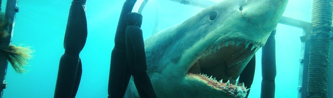 "Tiburón 3D. La presa"