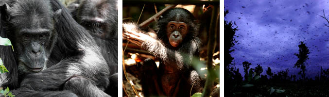 Imágenes del primer especial titulado "Congo Wild"