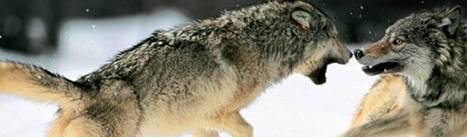 &quot;Vuelve Colmillo Blanco&quot;