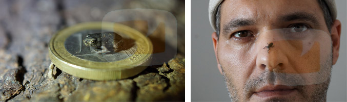 Rana descubierta por Frank Cuesta