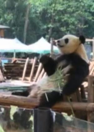 El panda mirando la televisión