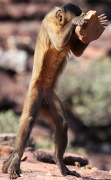 El programa mostrará las especies más singulares