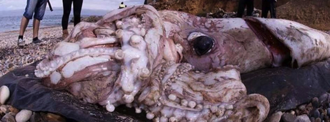 Un calamar gigante en 'Devorahombres'
