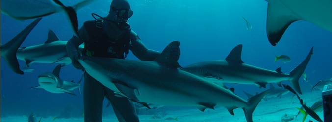 Imagen del documental 'Tiburón Zombi'