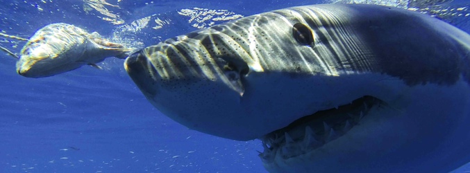 Imagen de un tiburón blanco