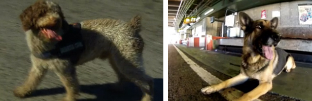 &#39;Olfato de guardia&#39; mostrará la labor realizada por los perros policía