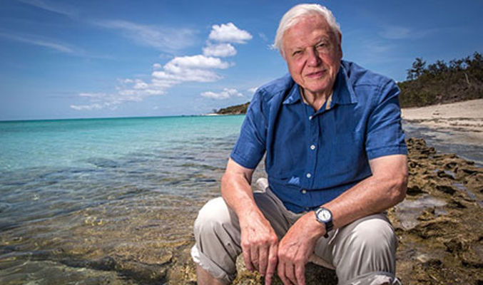 the great barrier reed