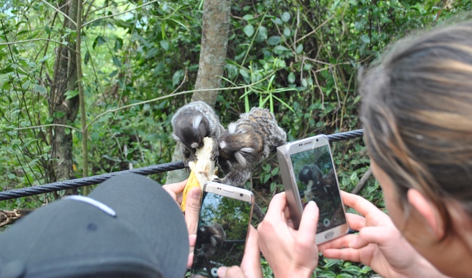 Pelea de monos capuchinos por un plátano