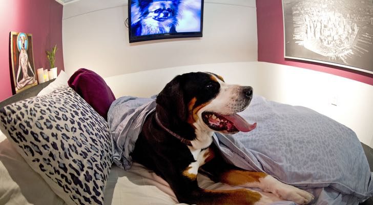 A los perros les encantan la televisión