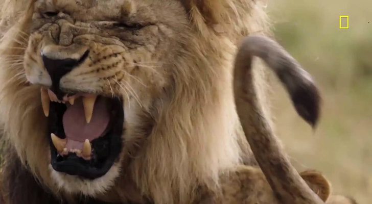 En &#39;Savage Kingdom&#39; se verá la lucha por el trono del reino animal