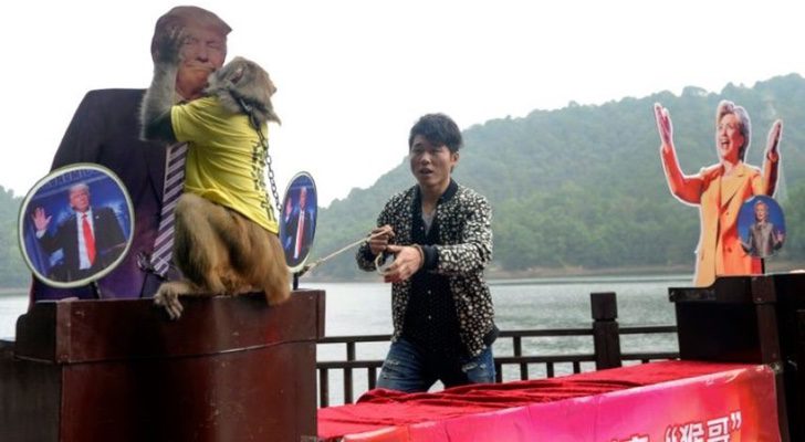Momento en el que el mono Geda decide comerse los plátanos que se ocultaban detrás de Trump (AFP)