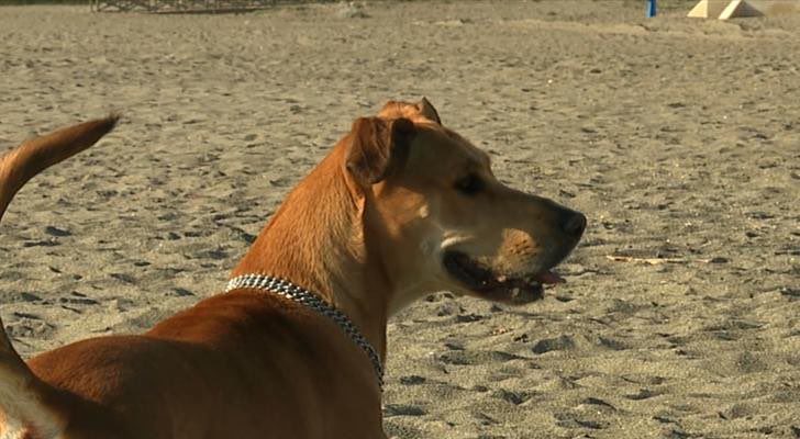 Imagen de &#39;Amores perros&#39;