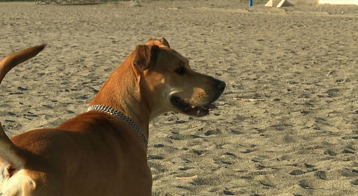 Uno de los concursantes caninos de 'Amores perros' en la playa