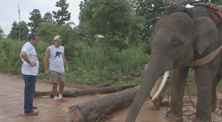 Frank Cuesta observa a un elefante en 'Wild Frank, al rescate'