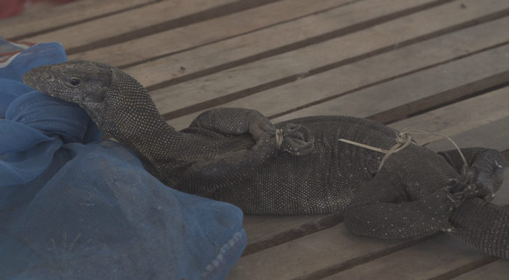 Un dragón de Komodo atada por todas sus patas