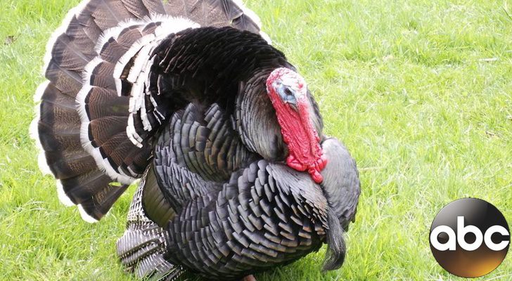 'CB Thanksgiving' se convierte en lo más visto de la noche