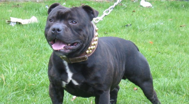 Raza de perro Staffordshire bull terrier