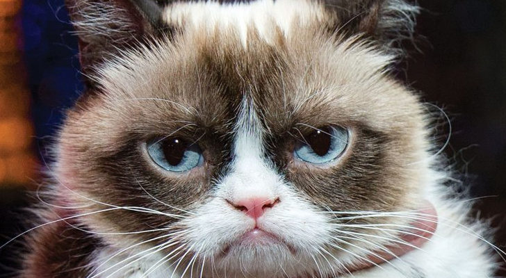 Grumpy cat