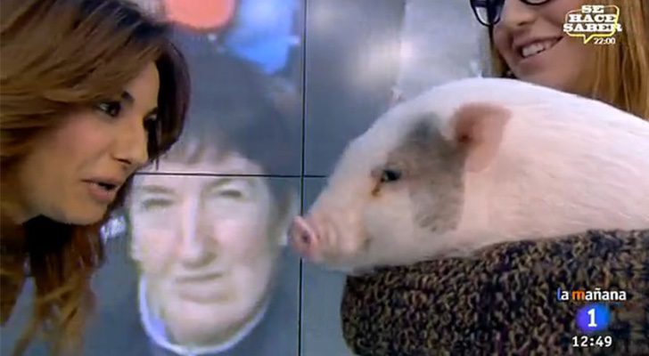 Mariló Montero habla con un cerdo en 'La mañana de La 1'