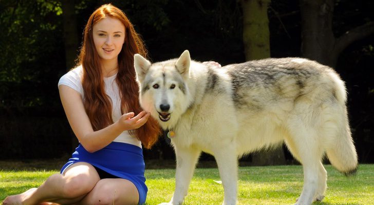 Sophie Turner adoptó a Dama de 'Juego de Tronos'