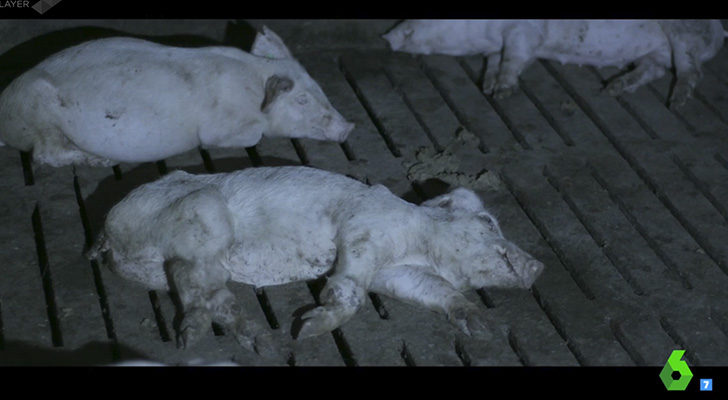 Imágenes captadas por &#39;Salvados&#39; en una de las granjas