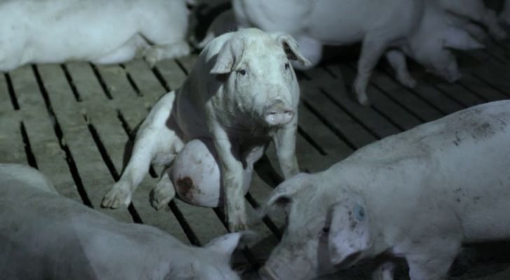 Imagen emitida por 'Salvados', recogida en una de las granjas de cerdos