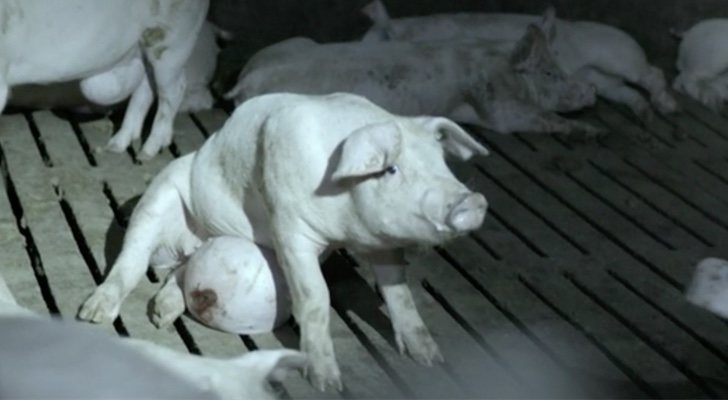 Cerdo grabado en &#39;Salvados: Stranger Pigs&#39;