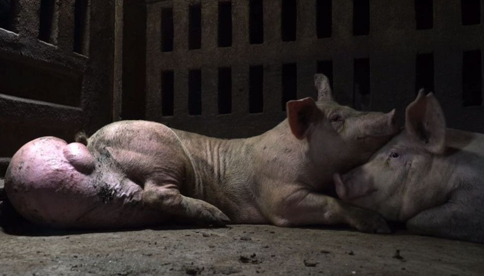 Imagen del reportaje de 'Salvados' sobre el bienestar animal