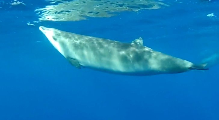 Los zifios son una especie de ballena que habita en las islas Canarias
