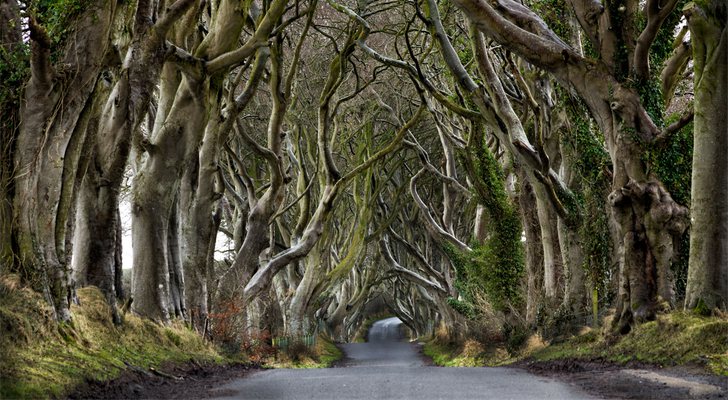 Dark Hedges, en Irlanda del Norte, aparece en 'Juego de Tronos'