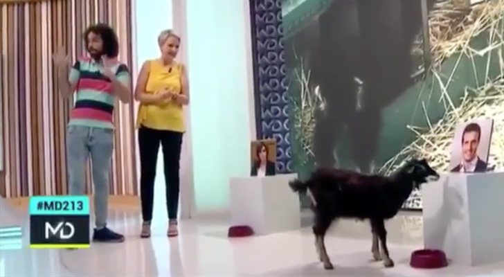 Rafa Rodrigo, Inmaculada Galván y la cabra Pilusi, en &#39;Madrid Directo&#39;