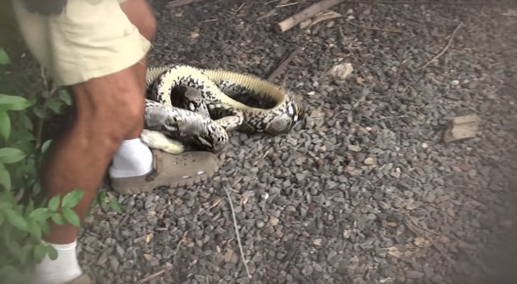 Momento en el que la serpiente muerde a Frank Cuesta