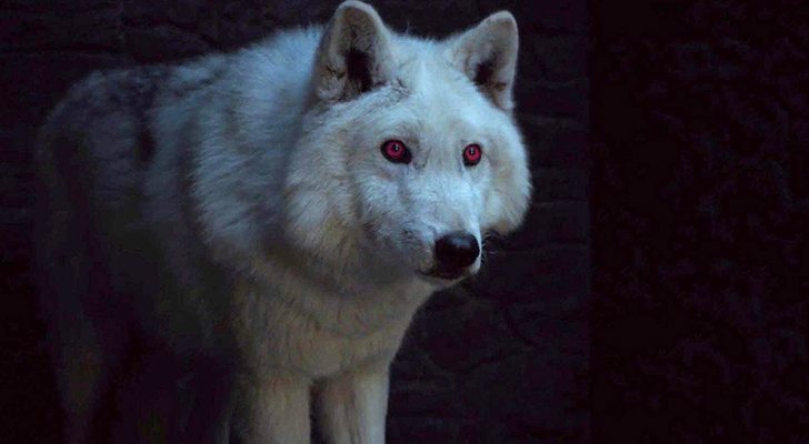 Fantasma, el lobo de Jon Nieve, en 'Juego de tronos'