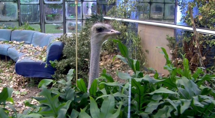 Un avestruz en la casa de 'GH VIP'