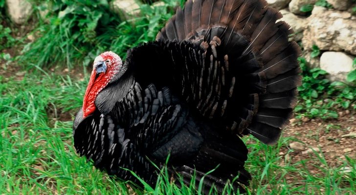 El pavo de Acción de Gracias está sano todavía