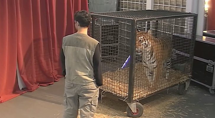 La tigresa enjaulada durante la grabación de la broma a Ana Guerra en la Gala Inocente 2018