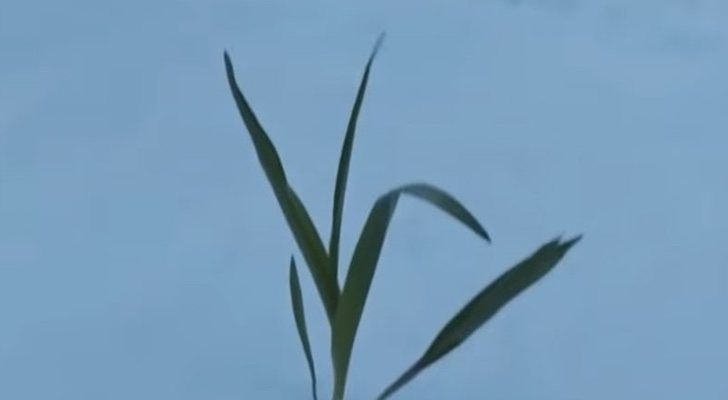 Una planta entre la nieve en la última escena del final de 'Juego de Tronos'