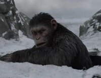 César lucha una cruenta batalla contra los humanos, lo que le conllevará a sufrir numerosas pérdidas en su bando en 'La guerra del planeta de los simios'