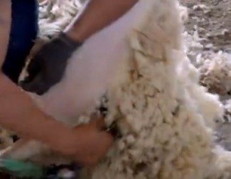 'Equipo de investigación' ahonda en la crisis del desperdicio de la lana que tanto afecta a los ganaderos españoles