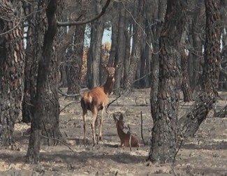 Los incendios forestales en "Anatomía de un incendio"