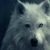 WolfHigh