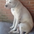 Viceche