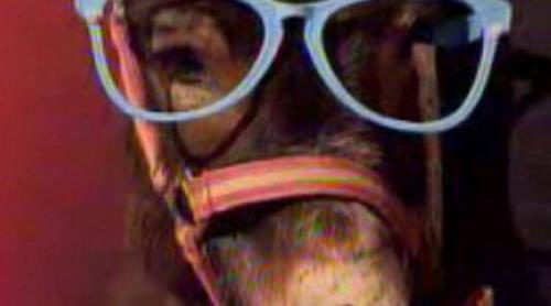 Hociquitos elige al ganador de la Eurocopa