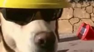 Así empieza 'Ládrame mucho'