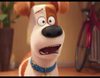 Segundo tráiler de "Mascotas", película con las voces de Úrsula Corberó y David Guapo