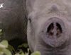 La caza furtiva del rinoceronte, nuevo documental de 'Clandestino con David Beriain'